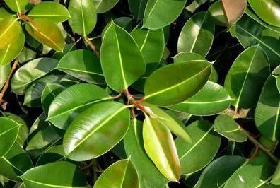 41f221eaf.jpg 41f221eaf.jpg